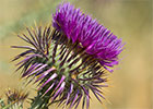 Cardo borriquero (Onopordum macracanthum)