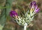 Carduus pycnocephalus. Cardo de calvero