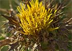 Carlina hispanica o corymbosa. Cardo cuco