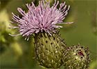 Cirsium arvense. Cardo cundidor