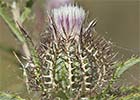 Cardo enrejado (Atractylis cancellata)