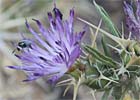 Centaurea calcitrapa. Cardo estrellado