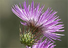 Cardo fino (Carduus carlinifolius)