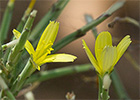 Cardo lechero (Lactuca viminea)