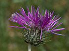 Galactites tomentosus(Cardota)