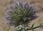 Echinops strigosus. Cardo yesquero