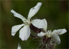 Carmelitilla (Silene gallica)