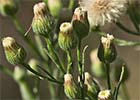 Carnicera o coniza sumatrensis (Conyza o erigeron sumatrensis)