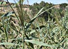 Phragmites australis, Carrizo