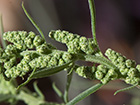 Cenizo harinoso(Chenopodium opulifolium)
