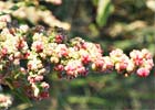 Chenopodium album. Cenizos