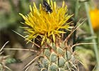 Centaurea ornata. Centaurea adornada