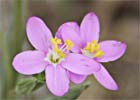 Centaurium erythraea. Centaurea menor