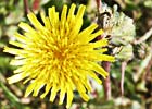 Sonchus oleraceus , Cerraja