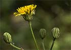 Sonchus tenerrimus, Cerraja tierna