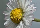 Chiribita (Bellis perennis)