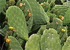 Chumbera (Opuntia ficus-indica)