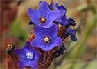 Chupamiel ondulado (Anchusa undulata)