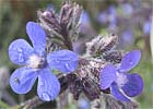 Anchusa azurea, Chupamieles