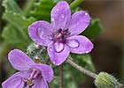 Cigüeña malva (Erodium malacoides)