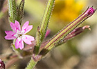 Clavelillo seco (Velezia rigida L.). Dianthus nudiflorus Griff