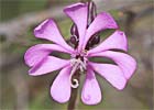 Silene colorata, Colleja rosada