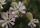 Silene vulgaris, Colleja