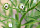 Conyza canadensis. Coniza canadiense