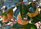 Pistacia terebinthus, Cornicabra, terebinto