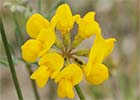 Coronilla juncacea. Coronilla