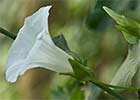 Correhuela mayor, Calystegia sepium