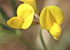 Lotus corniculatus. Cuernecillo