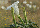 Datura wrightii. Estramonio de Wright