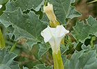 Datura ferox. Datura feroz