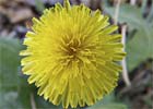 Taraxacum officinale, Diente de león