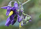 Solanum dulcamara, Dulcámara