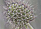 Scabiosa columbaria, Escabiosa