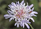 Scabiosa atropurpurea, escobilla morisca