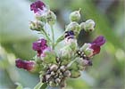 Scrophularia auriculata, Escrofularia acuatica