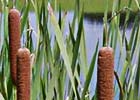 Typha latifolia, Espadaña