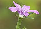 Legousia scabra. Espejo de Venus