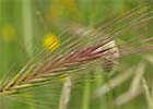 Hordeum murinum. Espiguilla, cebadilla