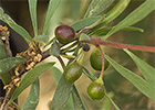 Espino negro (Rhamnus lycioides L.)