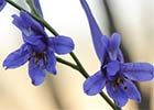 Delphinium halteratum. Piecicos azules