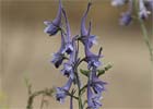 Delphinium gracile, Espuela de caballero