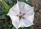 Datura stramonium. Estramonio