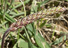 Estrellamar (Plantago coronopus) 