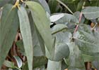 Eucalyptus camaldulensis. Eucalipto
