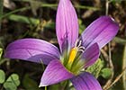 Romulea bulbocodium, Falso azafrán