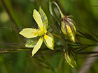 Farolillos, jarilla de hoja de romero (Helianthemum aegyptiacum (L.) Miller)